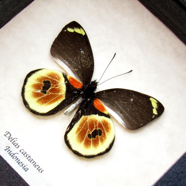 Rare red Delias butterfly framed taxidermy - Delias castaneus