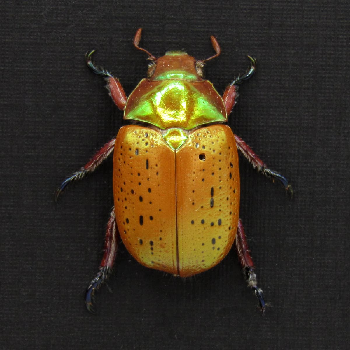 Rare Australian Christmas Scarab beetle framed taxidermy - Anoplognathus porosus