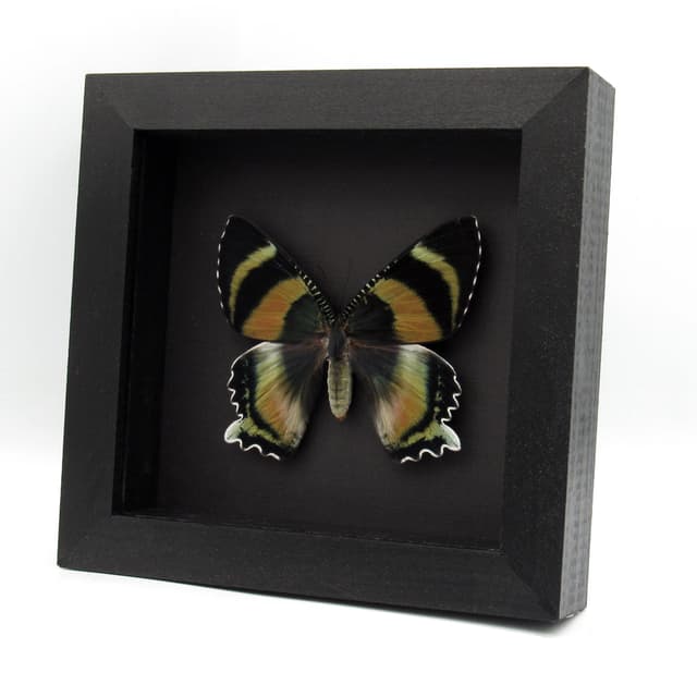 Rare framed Zodiac moth taxidermy - Alcides zodiaca - XL pink form female