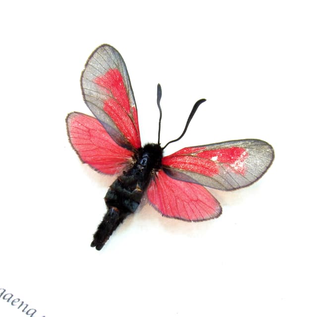 Real tiny red Transparent Burnet moth framed taxidermy - Zygaena purpuralis