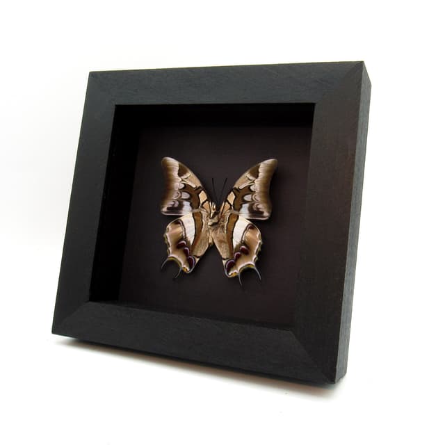 Real Sulawesi Blue Nawab butterfly framed taxidermy - Polyura cognatus