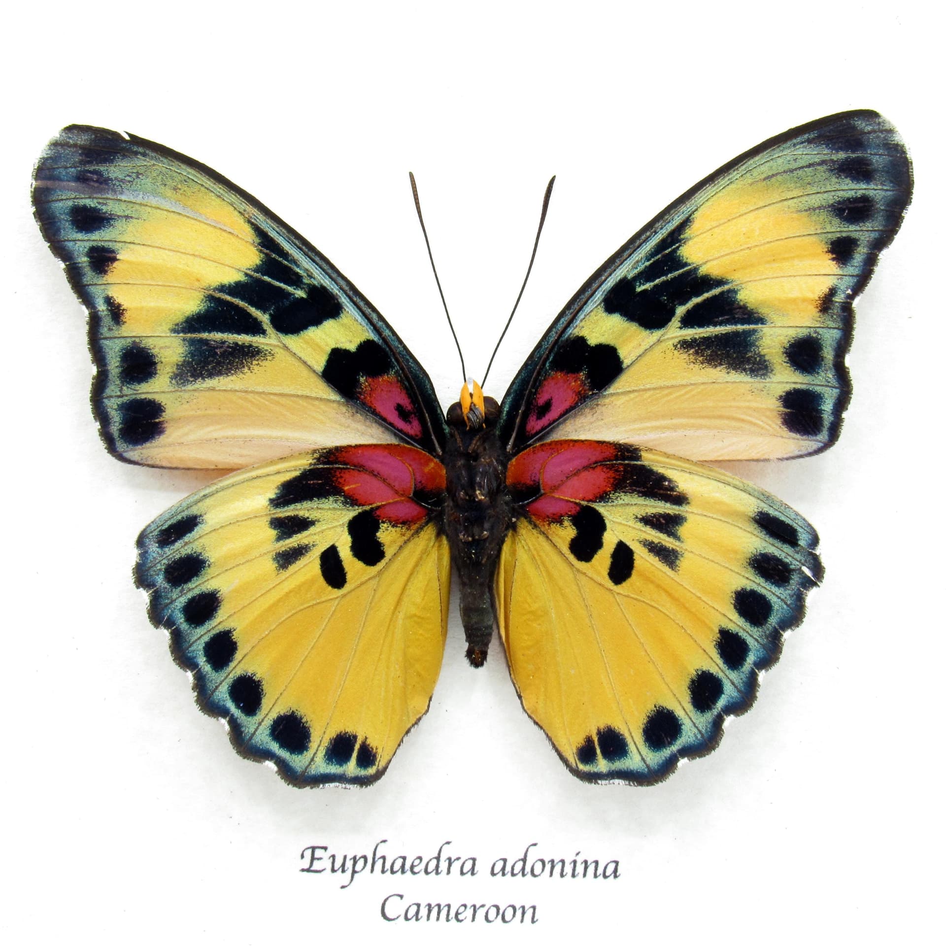 Real Forester butterfly framed taxidermy - Euphaedra adonina - large female