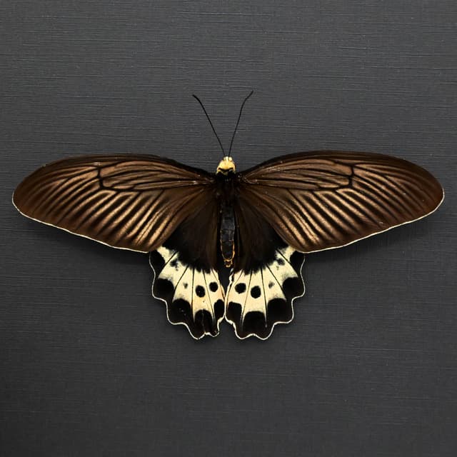 Real White Head Batwing butterfly framed taxidermy - Atrophaneura priapus - female - Victorian mount