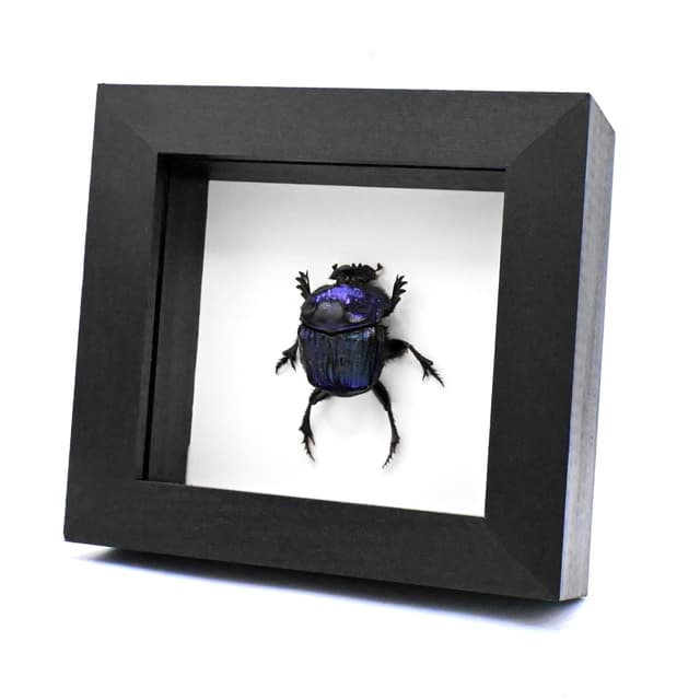 Rare Giant Purple Scarab beetle framed taxidermy - Megaphanaeus lancifer