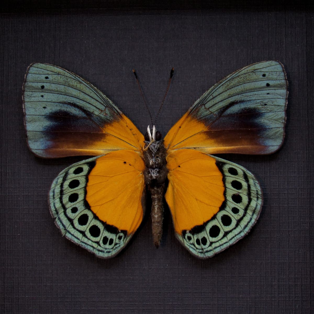 Rare metallic framed butterfly taxidermy - Asterope buckleyi