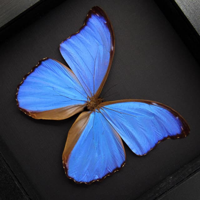 Real Giant Blue Morpho butterfly framed taxidermy - Morpho godarti