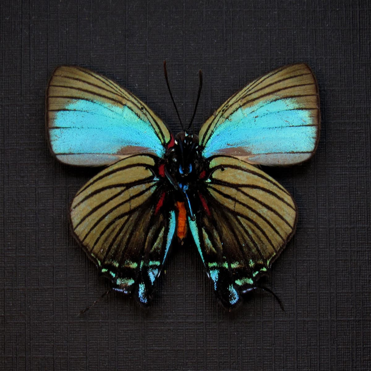 Real rare blue Hairstreak butterfly framed taxidermy - Atlides polybe