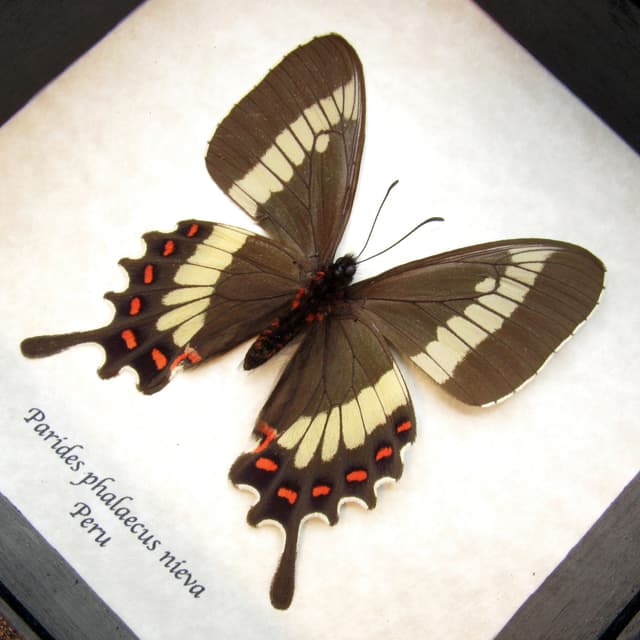 Rare Cattleheart butterfly framed taxidermy - Parides phalaecus nieva - female