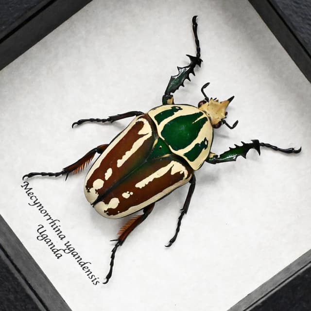 Large Scarab beetle framed taxidermy - Mecynorrhina ugandensis