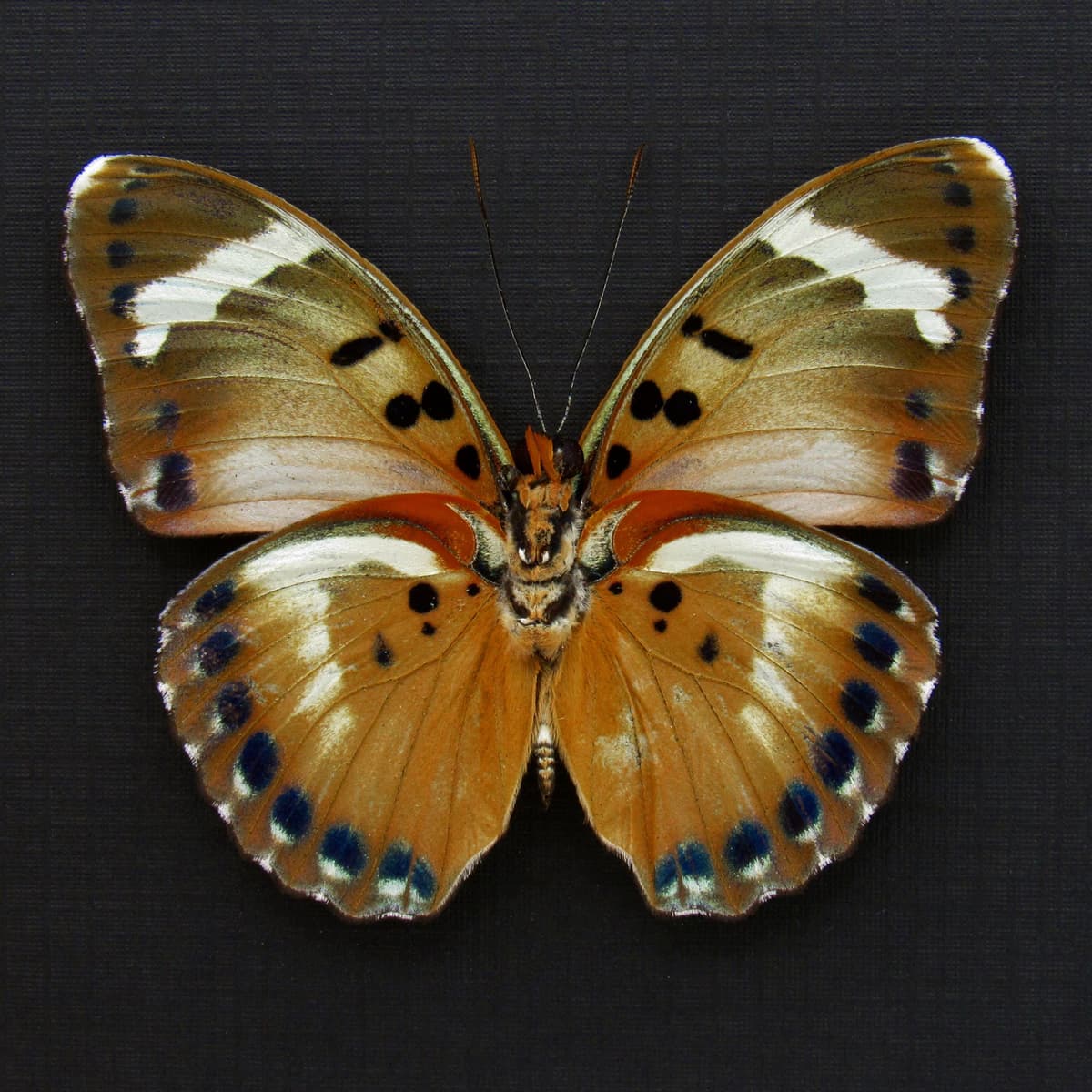 Rare Iridescent Gold Forester butterfly framed specimen - Euphaedra themis niveovittata