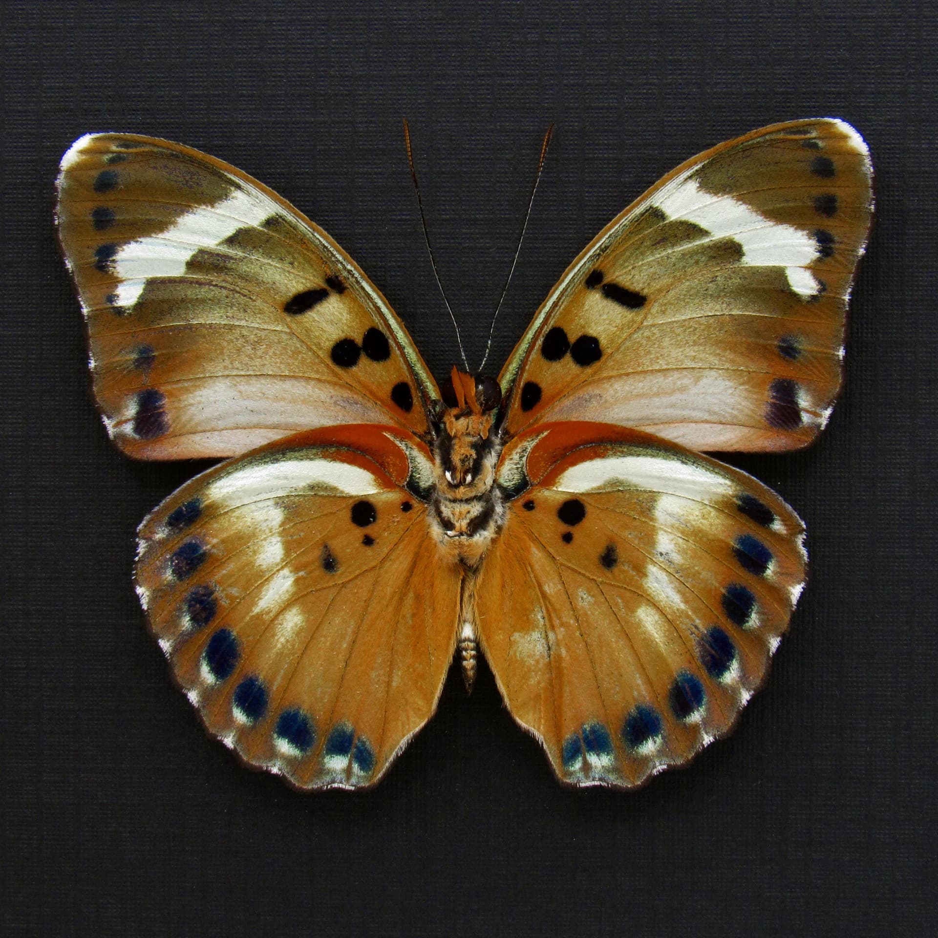 Rare Iridescent Gold Forester butterfly framed specimen - Euphaedra themis niveovittata