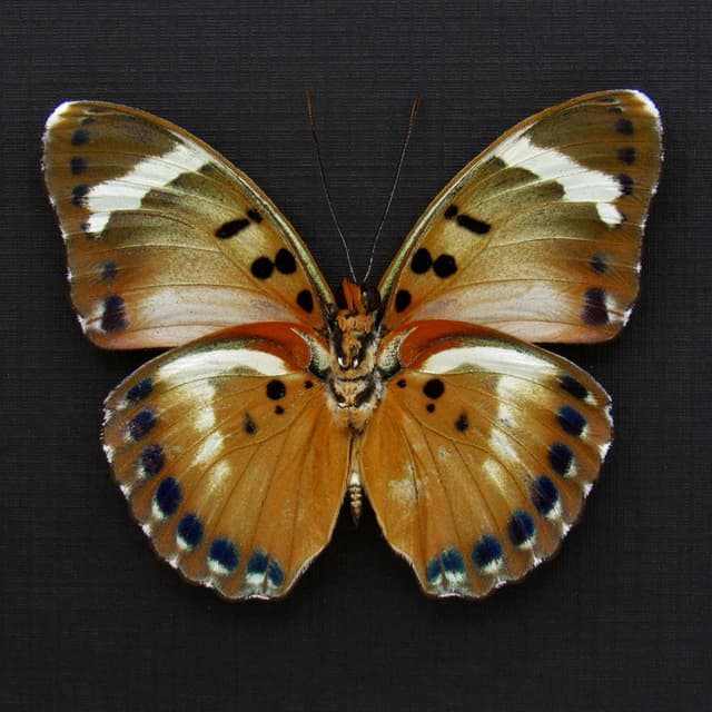 Rare Iridescent Gold Forester butterfly framed specimen - Euphaedra themis niveovittata
