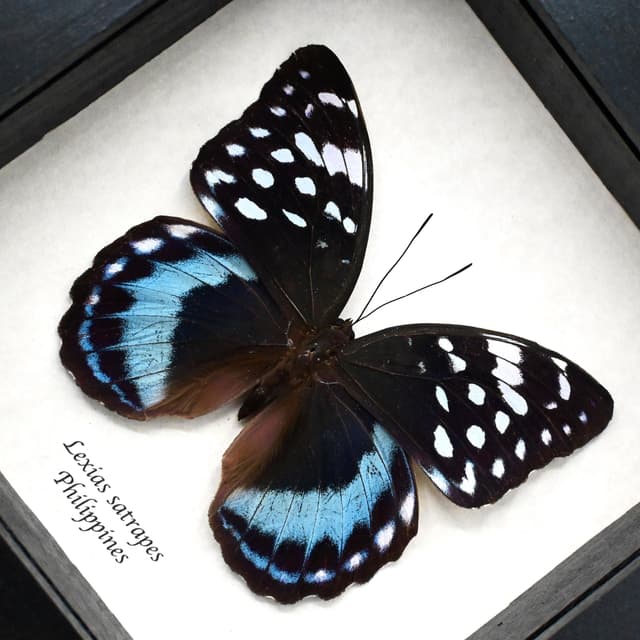 Large real blue butterfly framed taxidermy - Lexias satrapes
