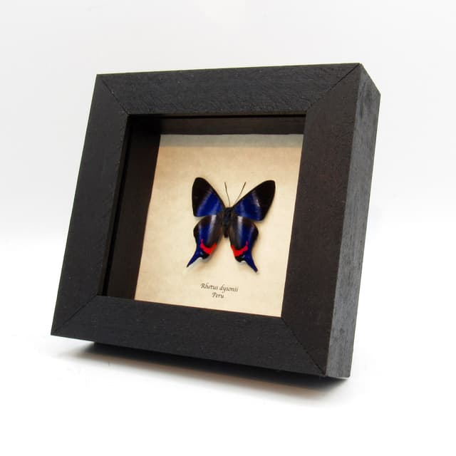 Real Metalmark butterfly framed taxidermy - Rhetus dysonii