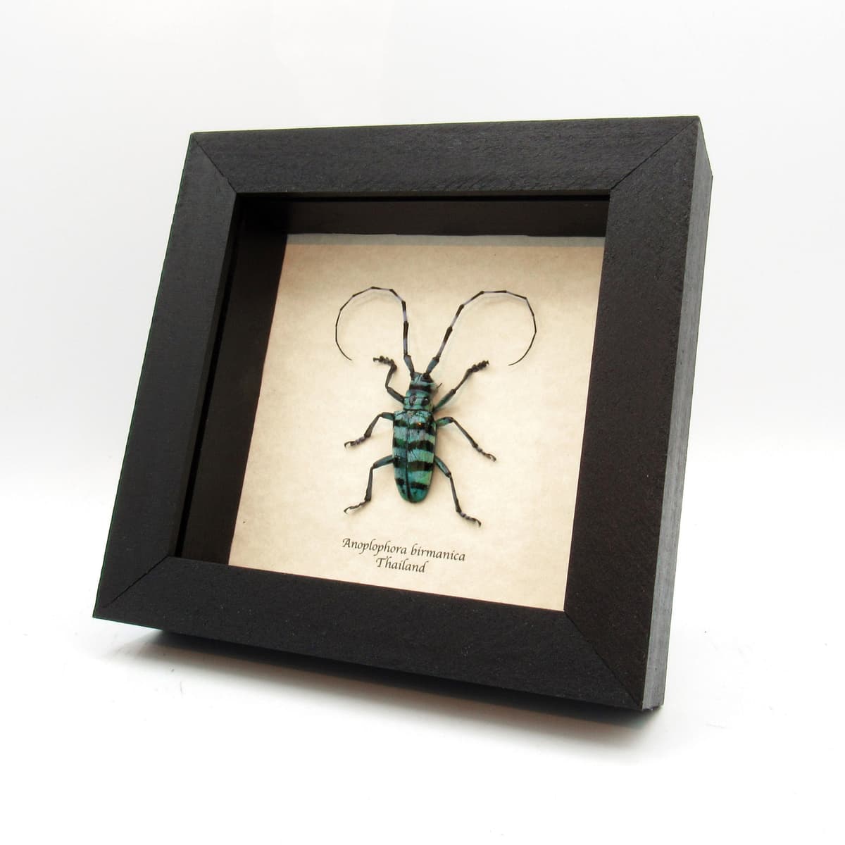 Real blue Longhorn beetle framed taxidermy - Anoplophora birmanica