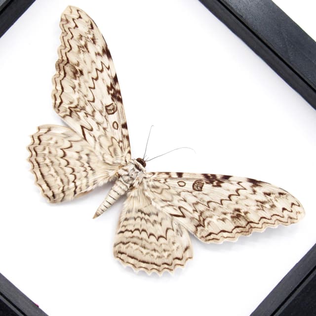 Real Giant White Witch moth framed taxidermy - Thysania agrippina - 8.35" wingspan