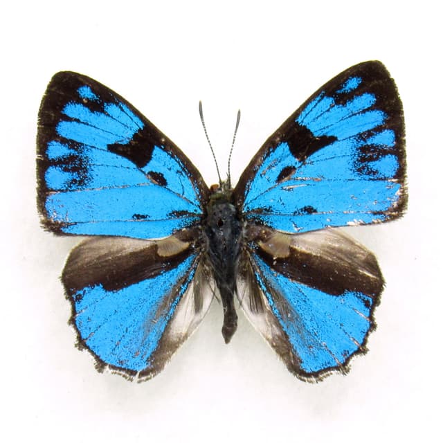 Real Blue Gem butterfly framed specimen - Poritia erycinoides