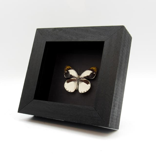 Real Banded Gold Tip butterfly framed taxidermy - Colotis eris