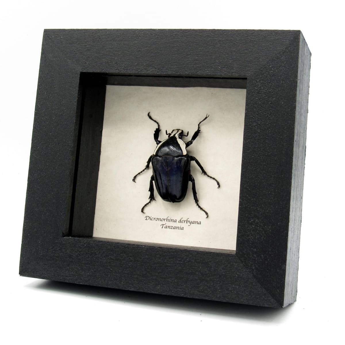 Real Scarab beetle framed taxidermy - Dicronorhina derbyana - female - deep blue form
