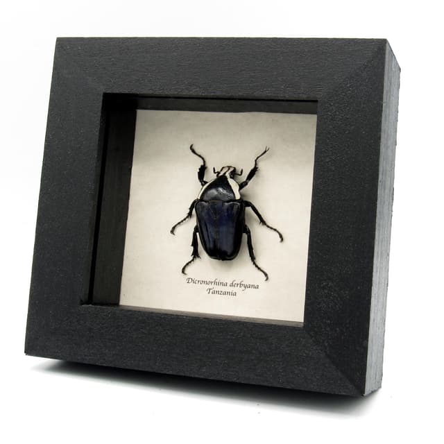 Real Scarab beetle framed taxidermy - Dicronorhina derbyana - female - deep blue form