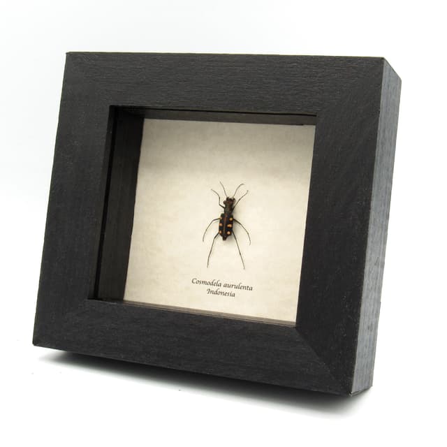 Real green Tiger beetle framed specimen - Cosmodela aurulenta