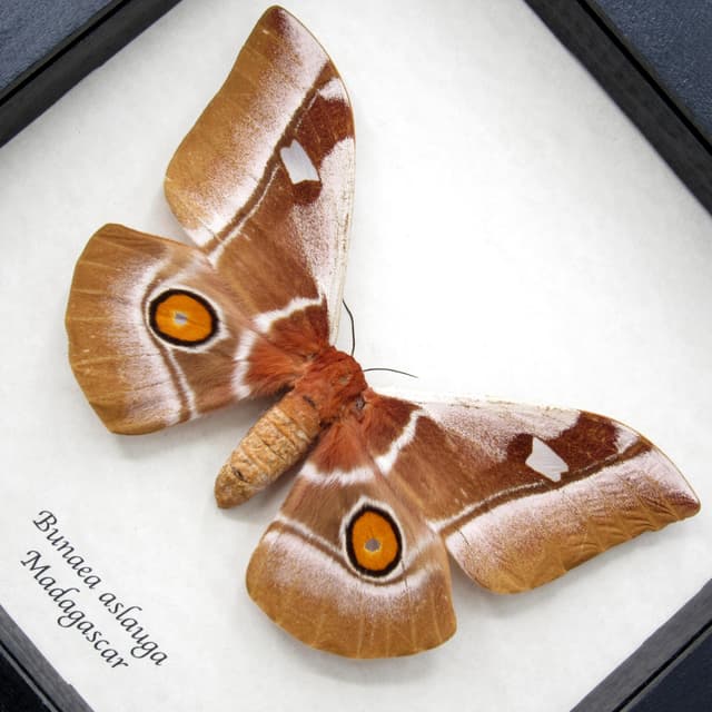Real Giant pink Madagascar Emperor moth framed taxidermy - Bunaea aslauga - large female