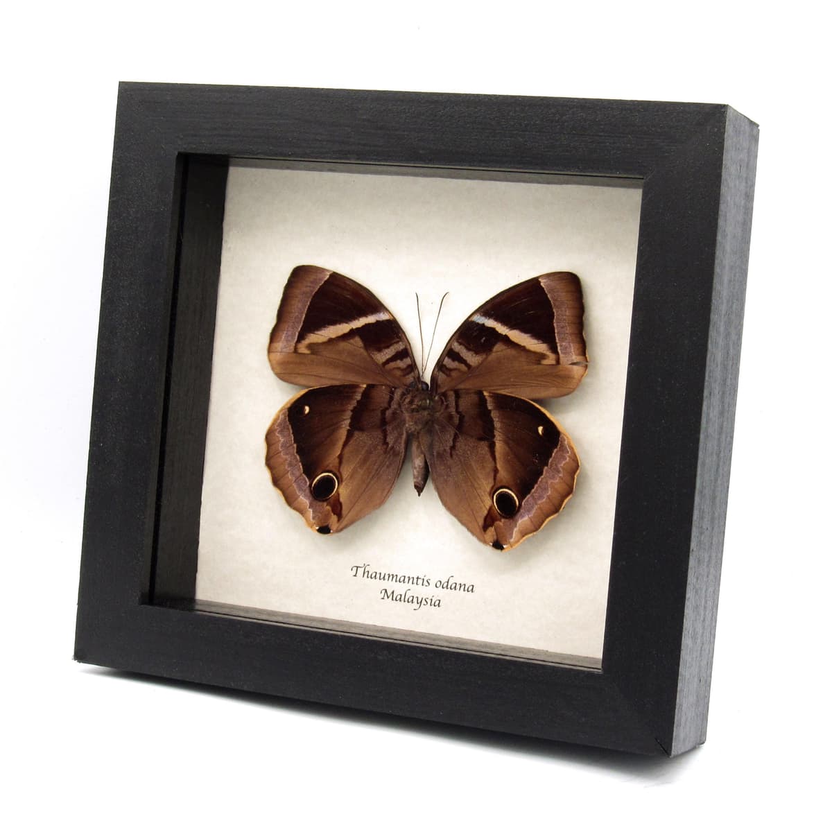 Real butterfly framed taxidermy - Thaumantis odana