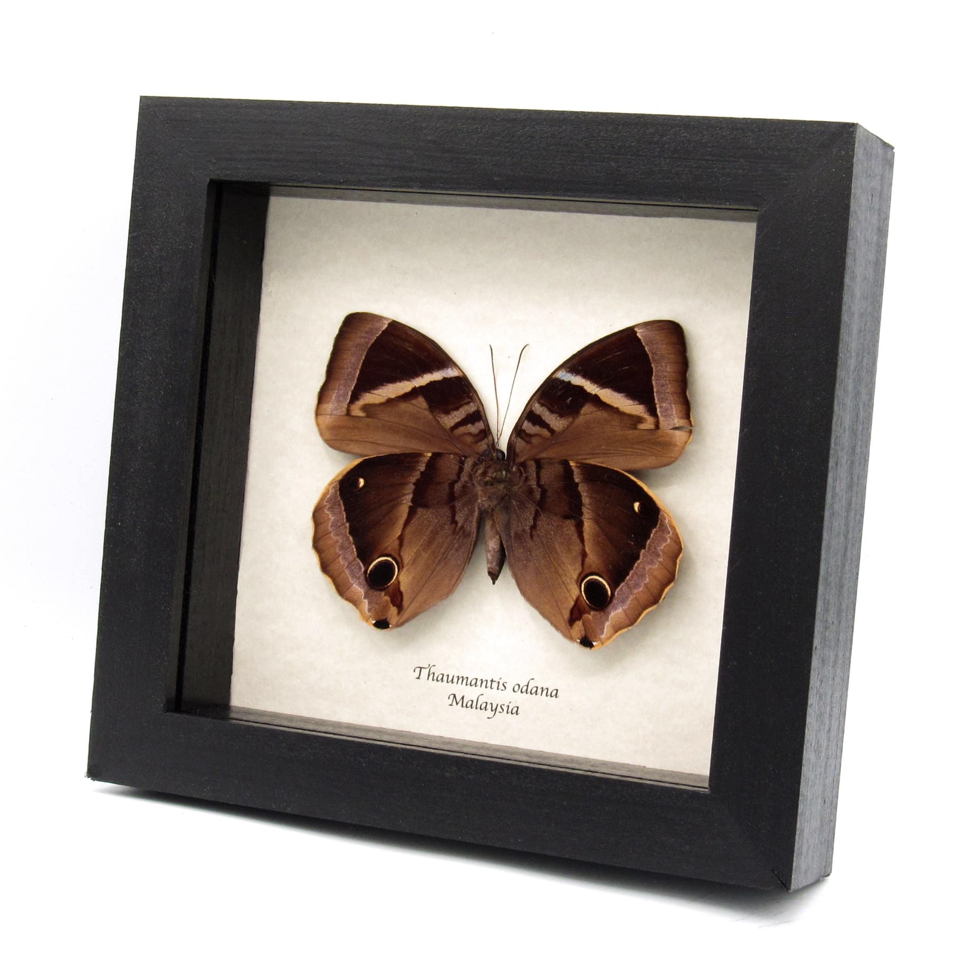 Real butterfly framed taxidermy - Thaumantis odana