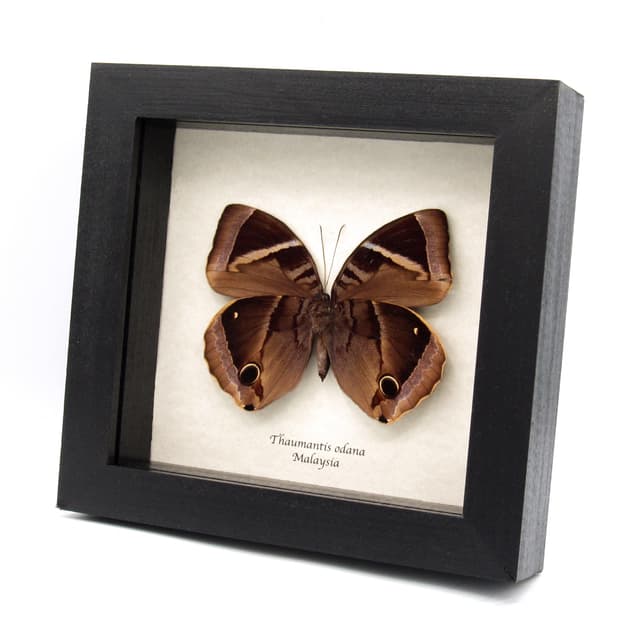 Real butterfly framed taxidermy - Thaumantis odana