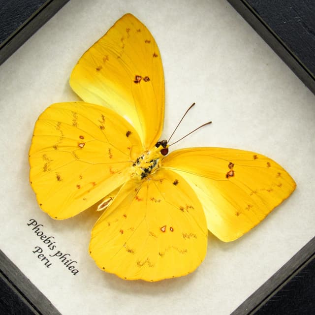 Real yellow Sulphur butterfly framed taxidermy - Phoebis philea
