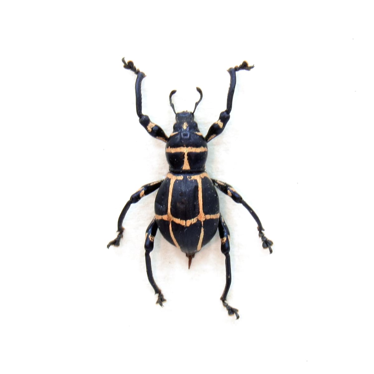 WEEVIL MANIA - Real pink beetle framed taxidermy -  Pachyrhynchus moniliferus