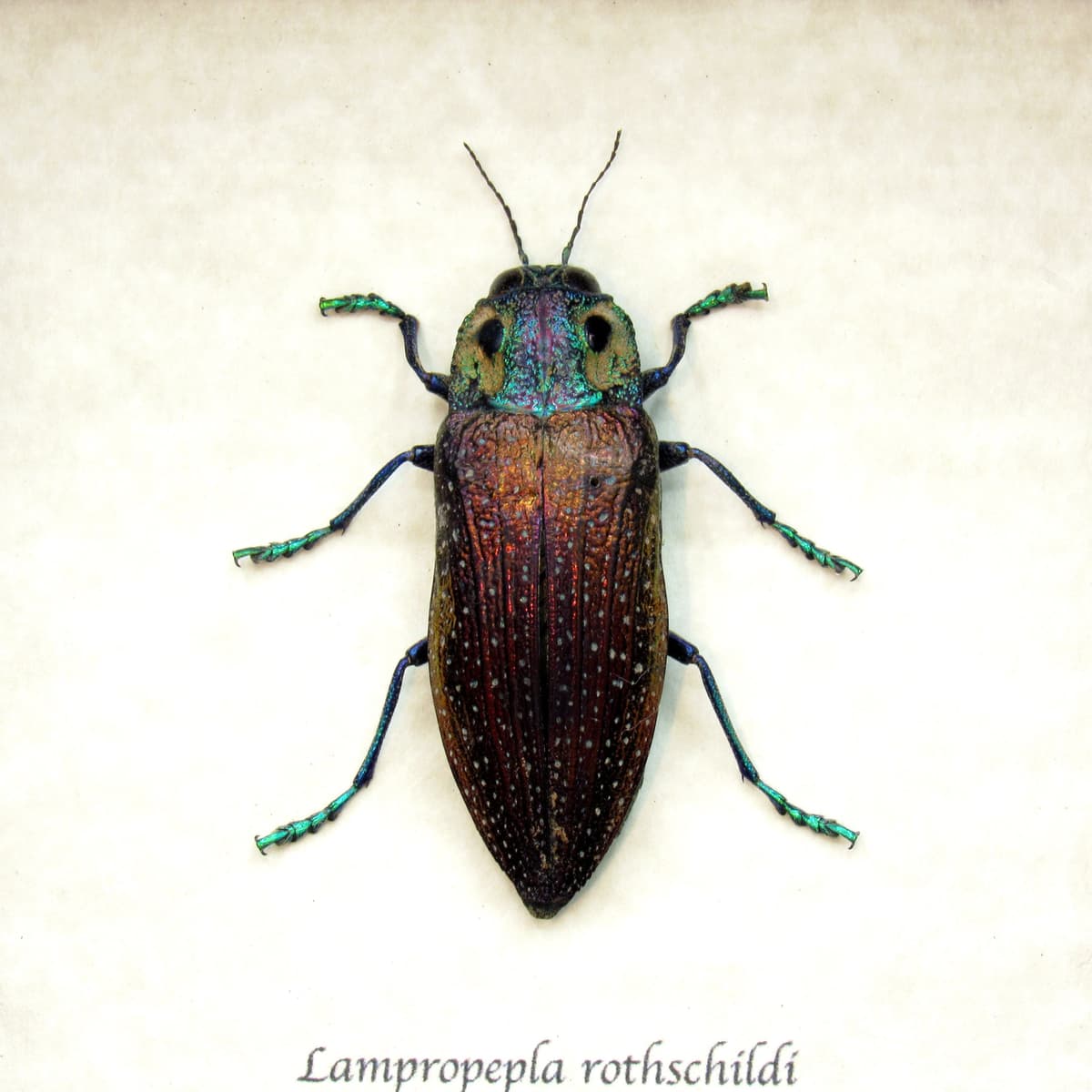 Real purple four eyed beetle framed taxidermy - Lampropepla rothschildi