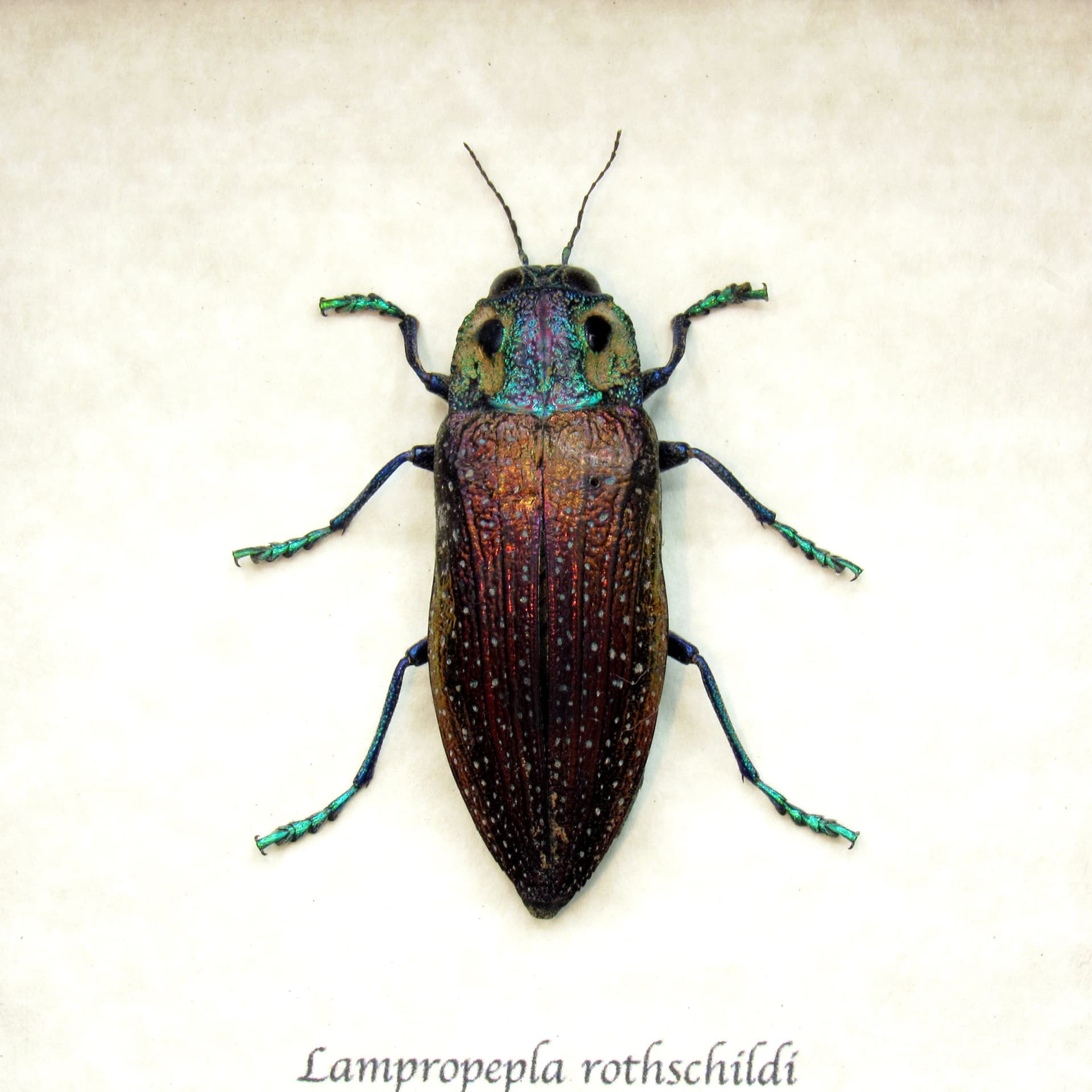 Real purple four eyed beetle framed taxidermy - Lampropepla rothschildi