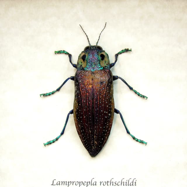 Real purple four eyed beetle framed taxidermy - Lampropepla rothschildi