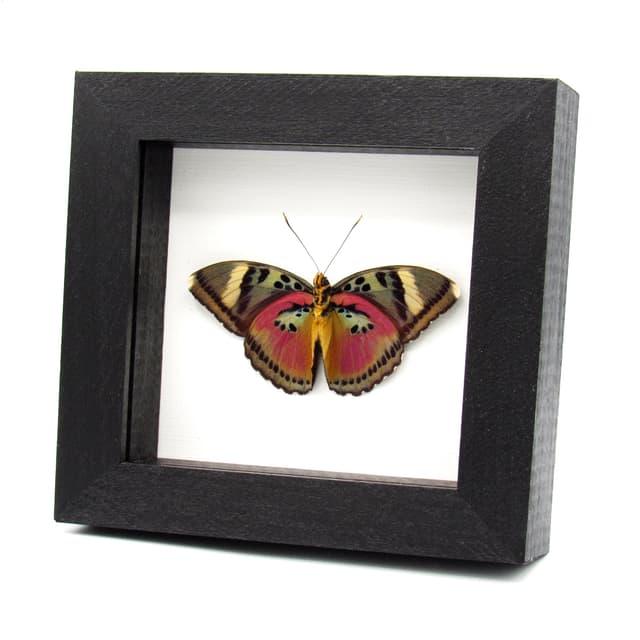 Real Pink forester butterfly framed taxidermy - Euphaedra acuta - Victorian mount