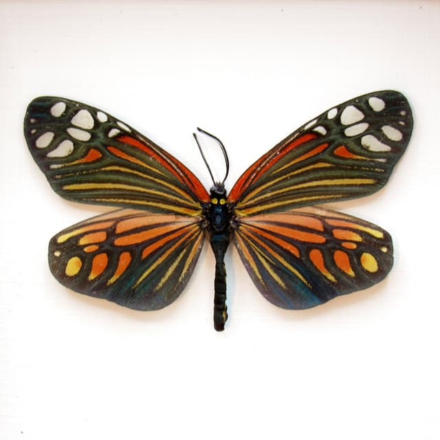 Rare red Zygaenid moth framed taxidermy - Campylotes histrionicus