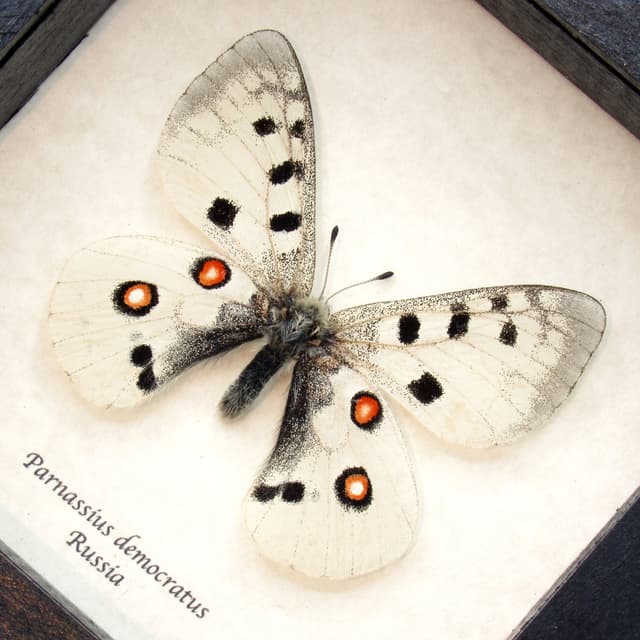 Real white Mountain Apollo butterfly framed taxidermy - Parnassius democratus