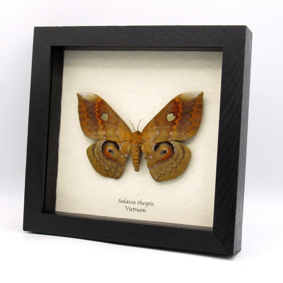 Rare Giant Saturn moth framed taxidermy - Salassa thespis - large female - minor damage/repair