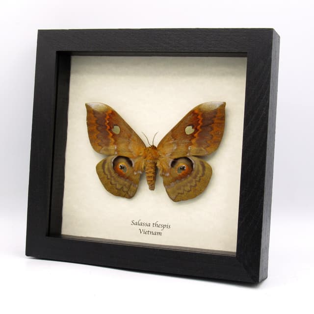 Rare Giant Saturn moth framed taxidermy - Salassa thespis - large female - minor damage/repair