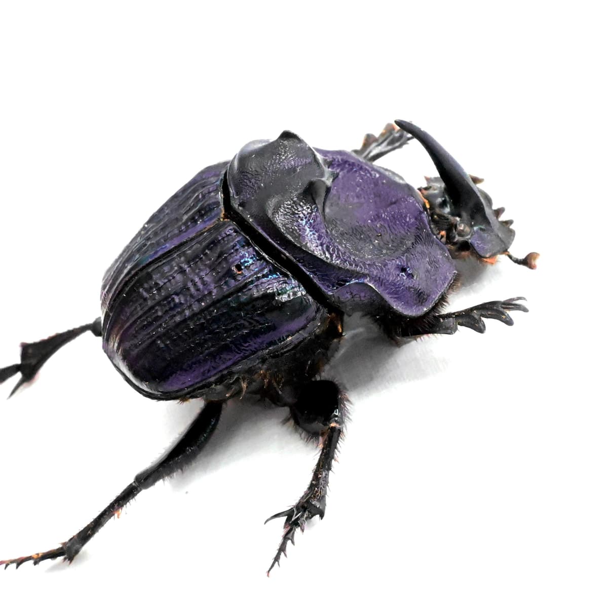 Rare Giant Purple Scarab beetle framed taxidermy - Megaphanaeus lancifer
