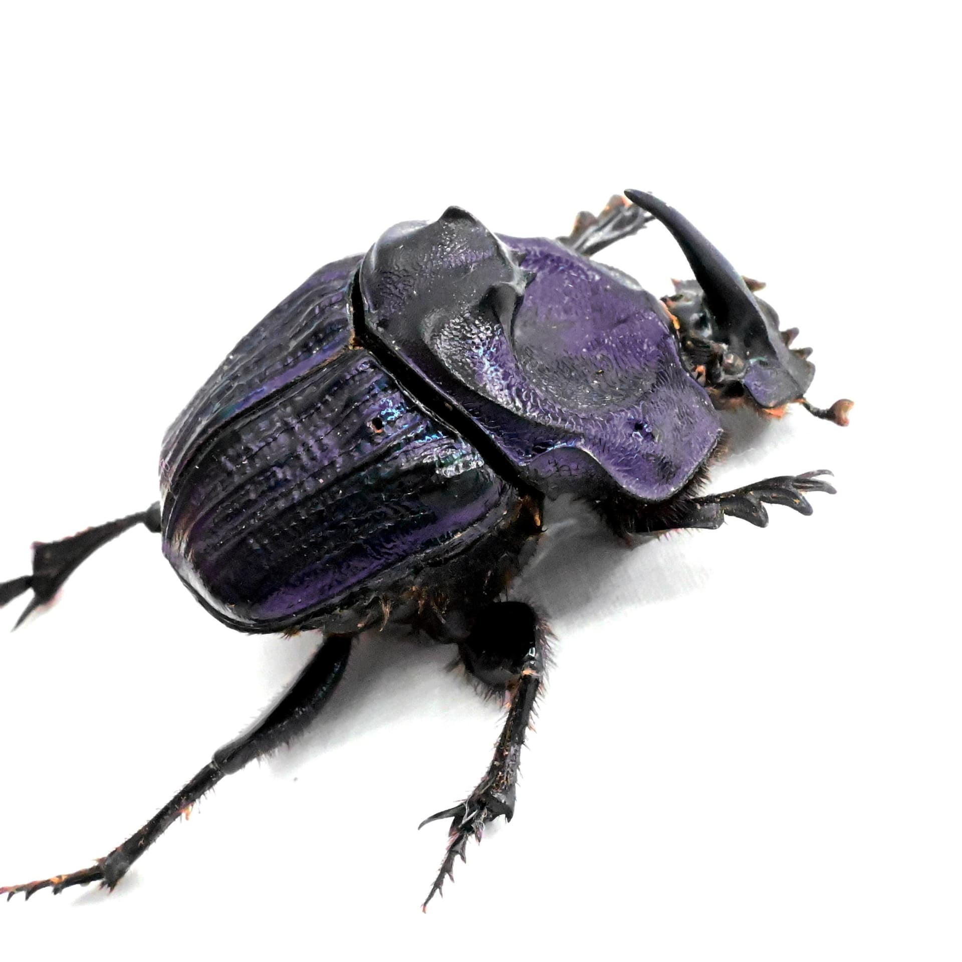 Rare Giant Purple Scarab beetle framed taxidermy - Megaphanaeus lancifer
