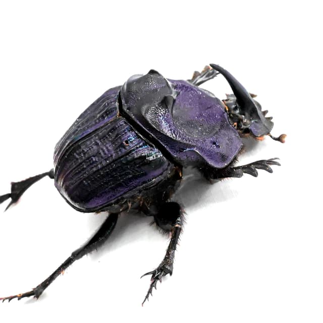 Rare Giant Purple Scarab beetle framed taxidermy - Megaphanaeus lancifer
