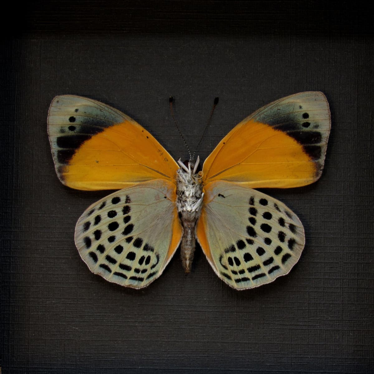 Real butterfly framed taxidermy - Asterope markii