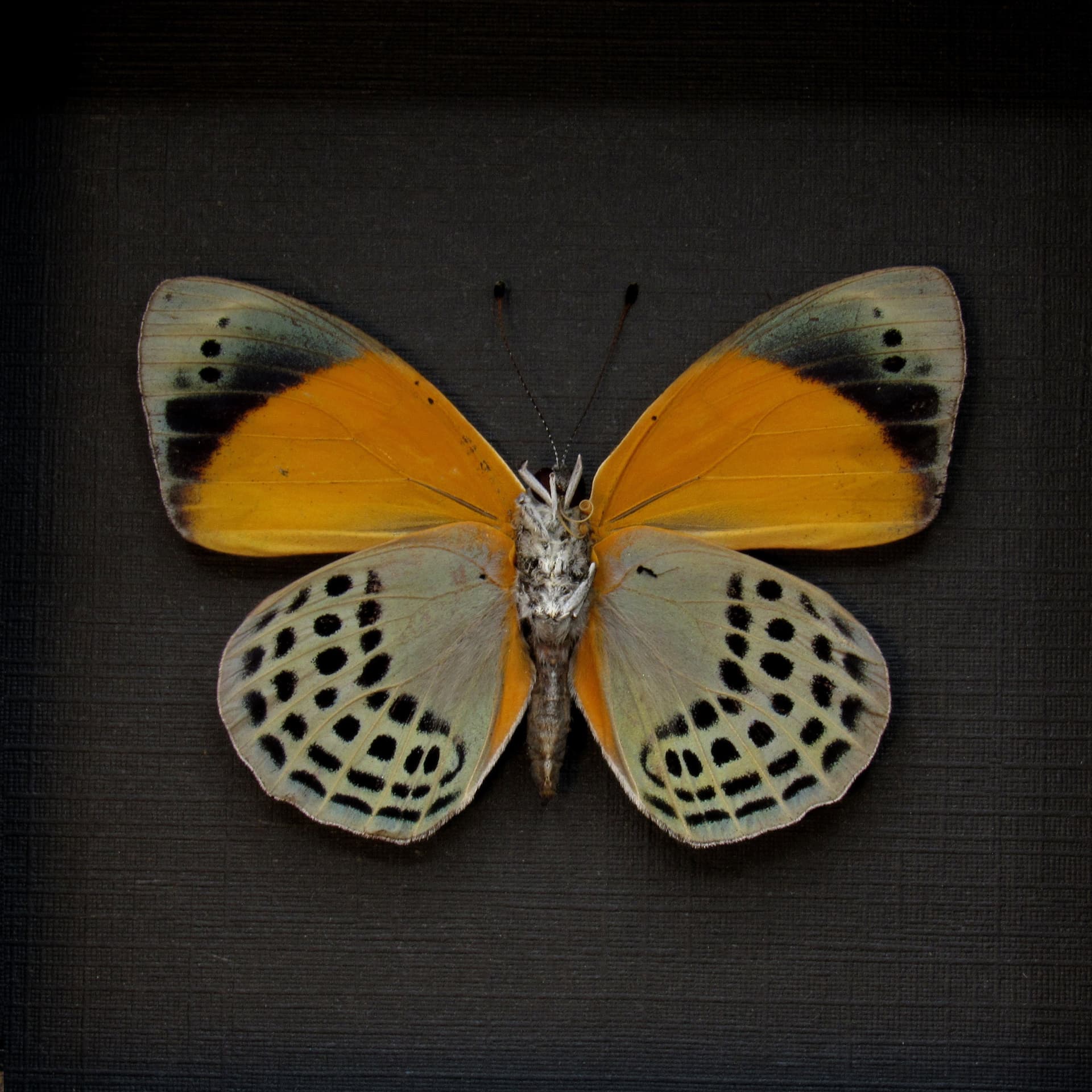 Real butterfly framed taxidermy - Asterope markii
