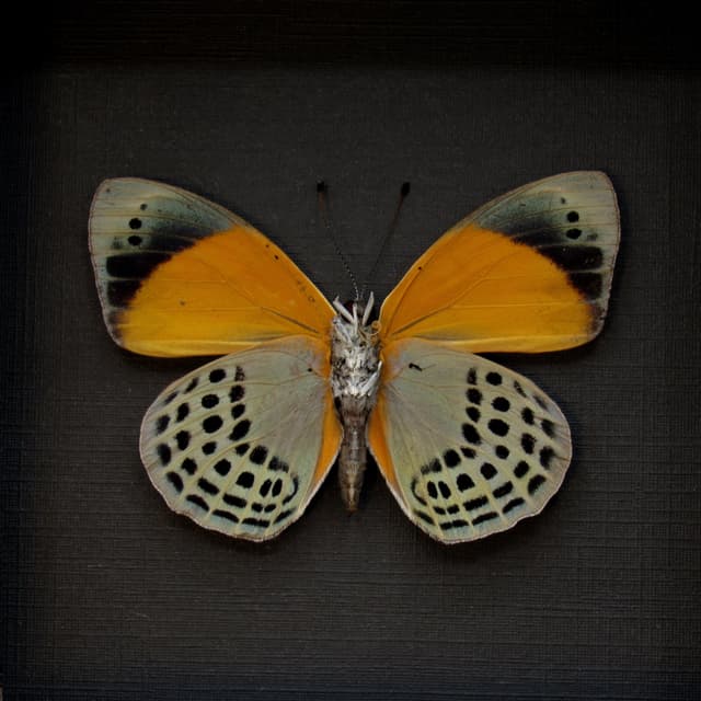 Real butterfly framed taxidermy - Asterope markii