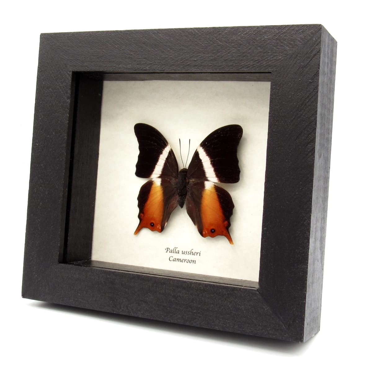 Rare orange Ussher's Palla butterfly framed taxidermy - Palla ussheri