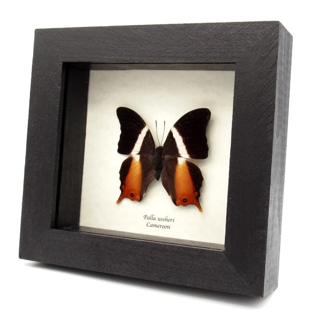 Rare orange Ussher's Palla butterfly framed taxidermy - Palla ussheri