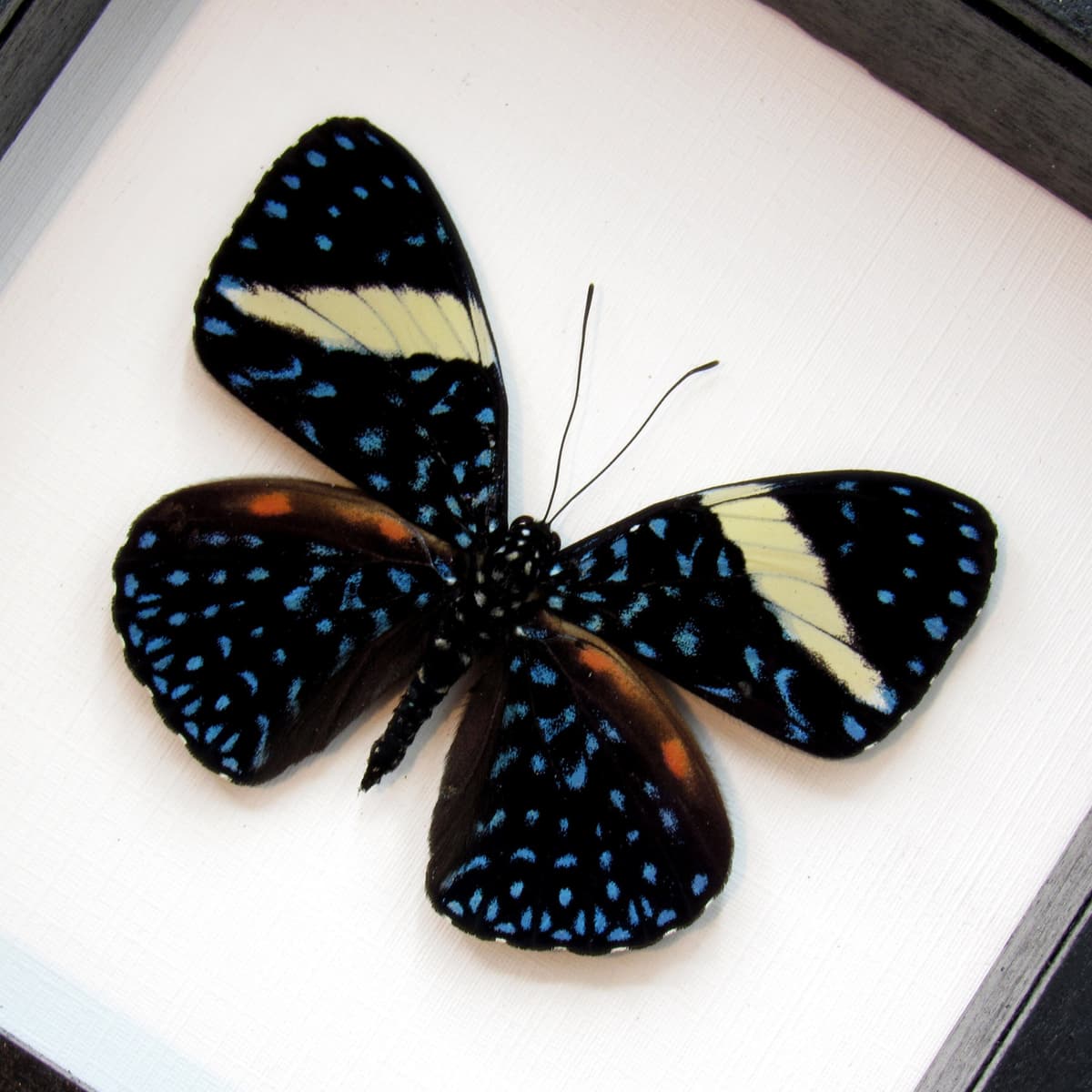 Real blue Starry Night butterfly framed taxidermy - Hamadryas laodamia - banded female