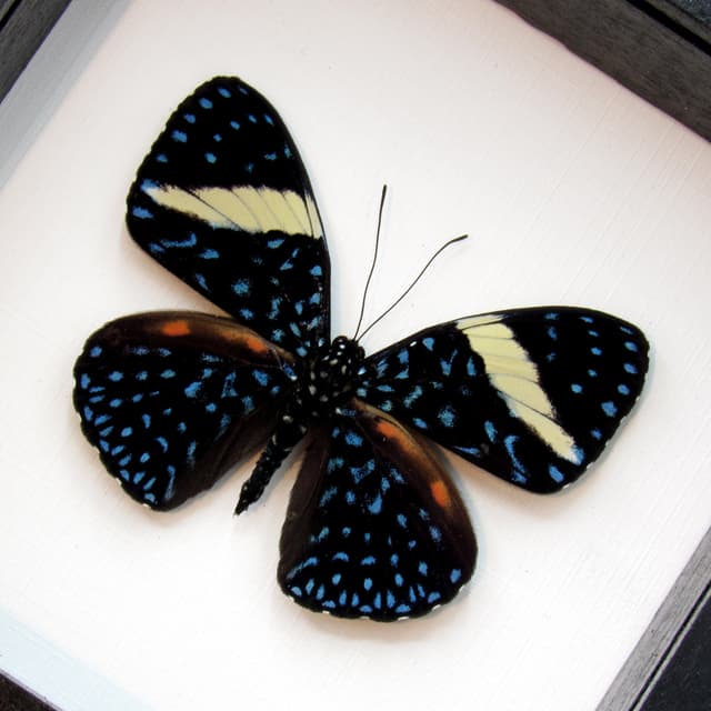 Real blue Starry Night butterfly framed taxidermy - Hamadryas laodamia - banded female