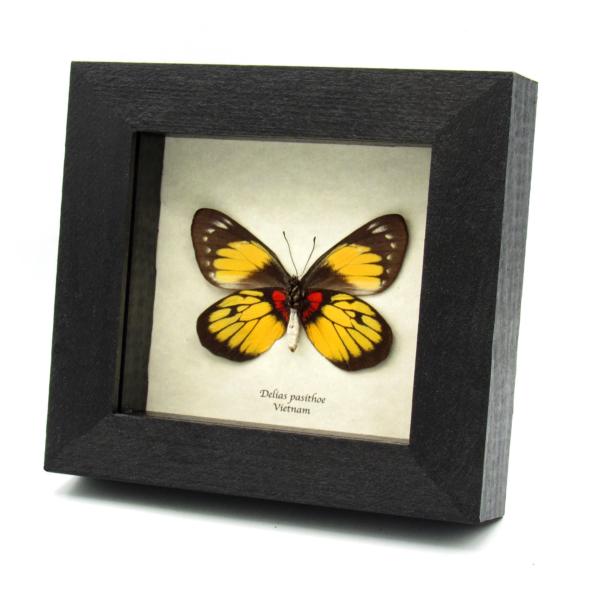 Real yellow Delias butterfly framed taxidermy - Delias pasithoe - female